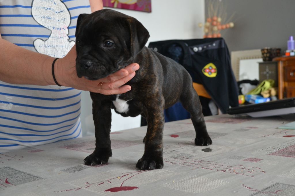 Little North Stafford - Chiot disponible  - Staffordshire Bull Terrier