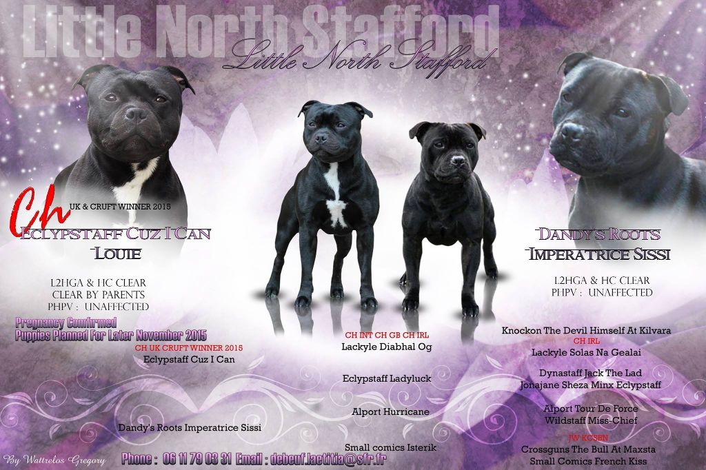 Little North Stafford - Staffordshire Bull Terrier - Portée née le 08/11/2015