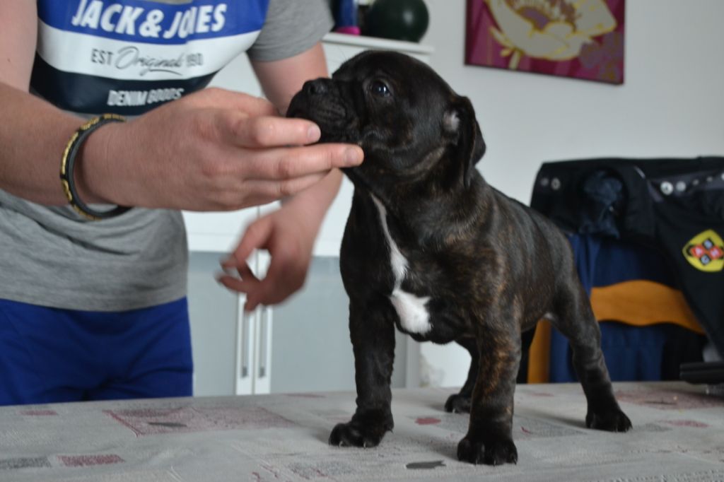 Little North Stafford - Chiot disponible  - Staffordshire Bull Terrier