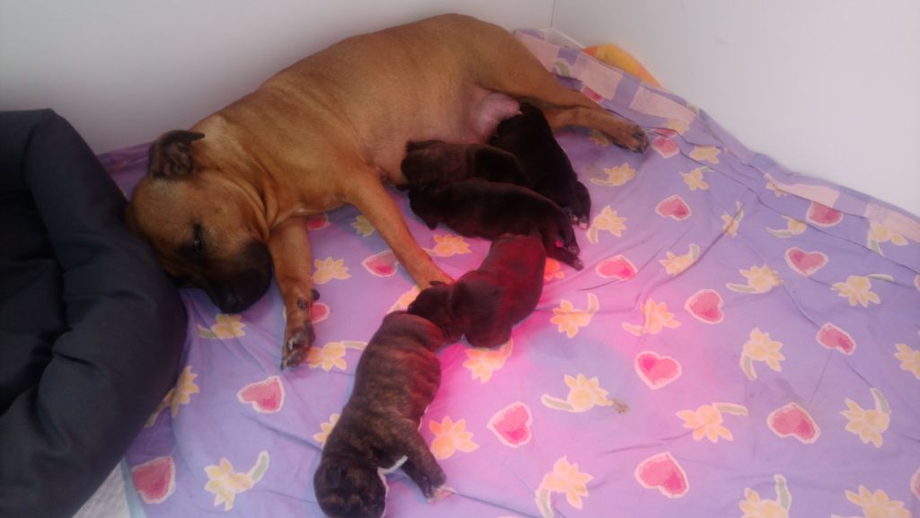 Little North Stafford - Staffordshire Bull Terrier - Portée née le 02/03/2019