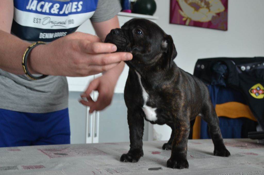 Little North Stafford - Chiots disponibles - Staffordshire Bull Terrier