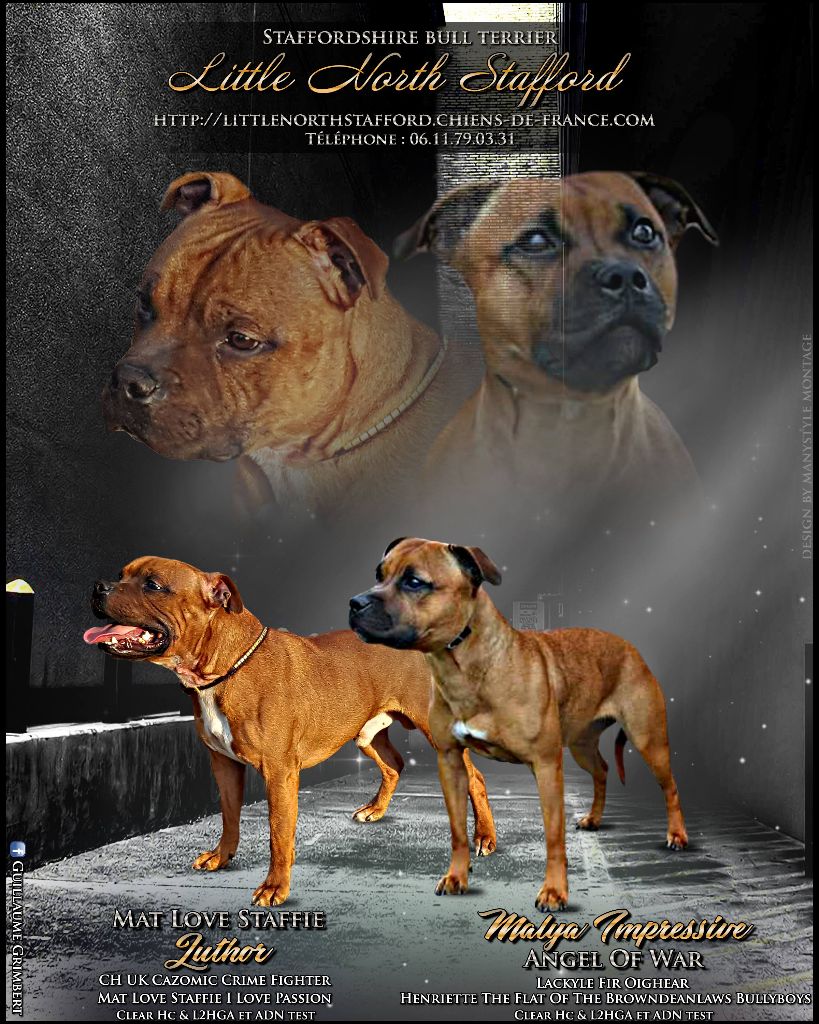 Little North Stafford - Staffordshire Bull Terrier - Portée née le 07/02/2018